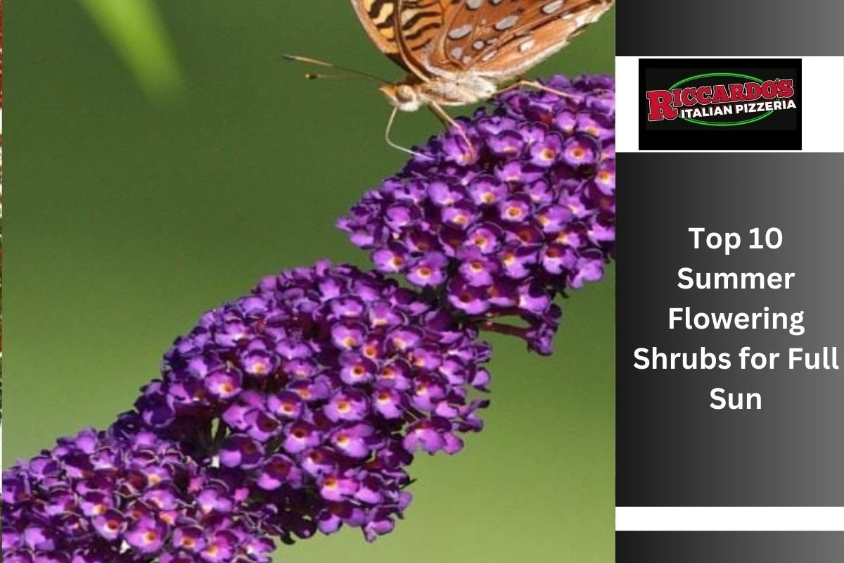 Top 10 Summer Flowering Shrubs for Full Sun