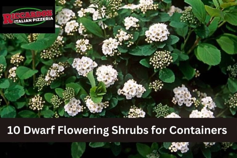 10 Dwarf Flowering Shrubs for Containers