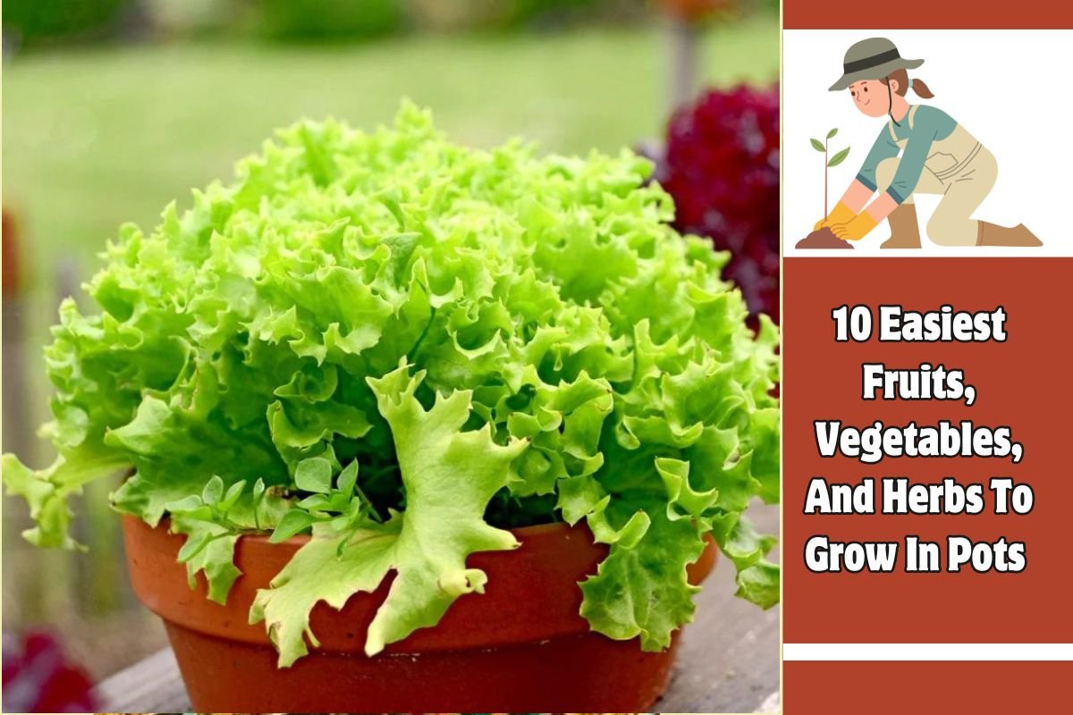 10 Easiest Fruits, Vegetables, And Herbs To Grow In Pots