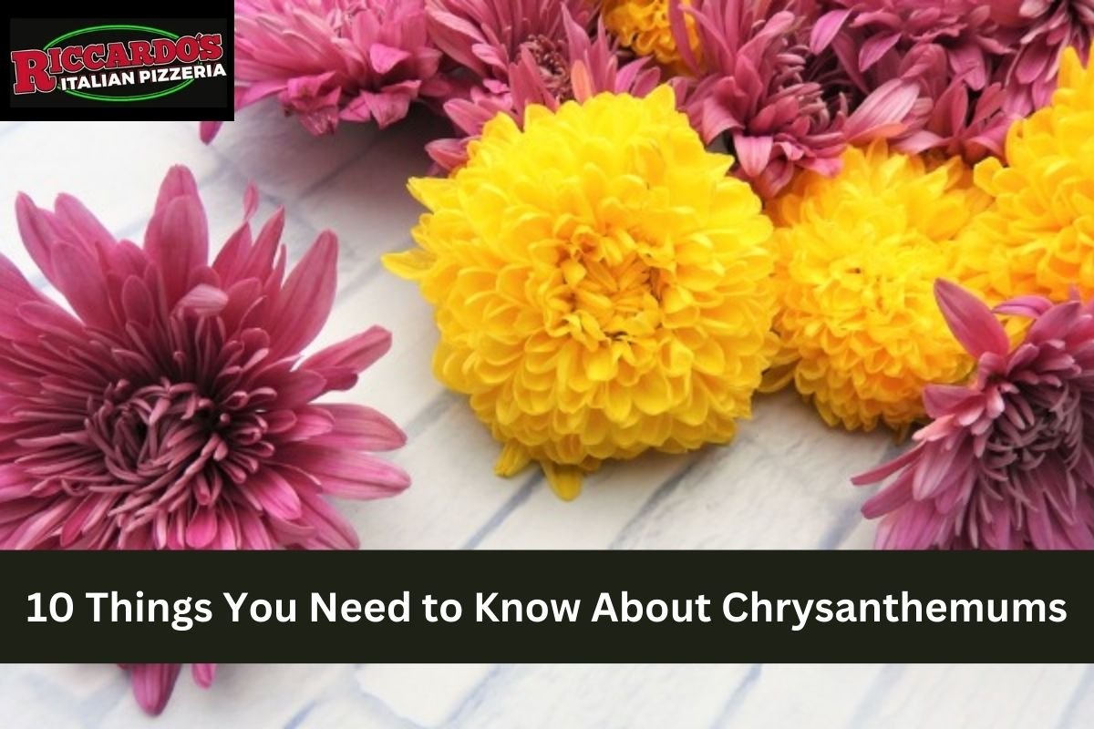 10 Things You Need to Know About Chrysanthemums