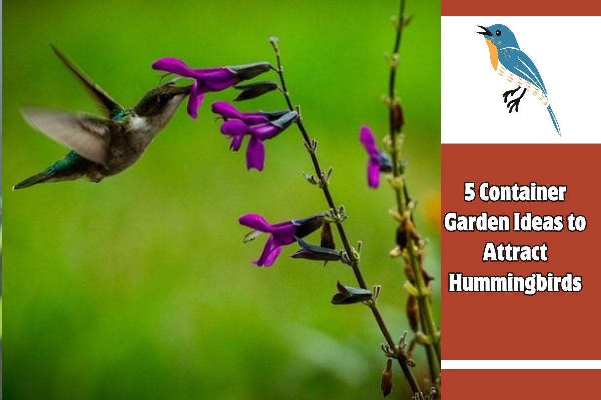 5 Container Garden Ideas to Attract Hummingbirds