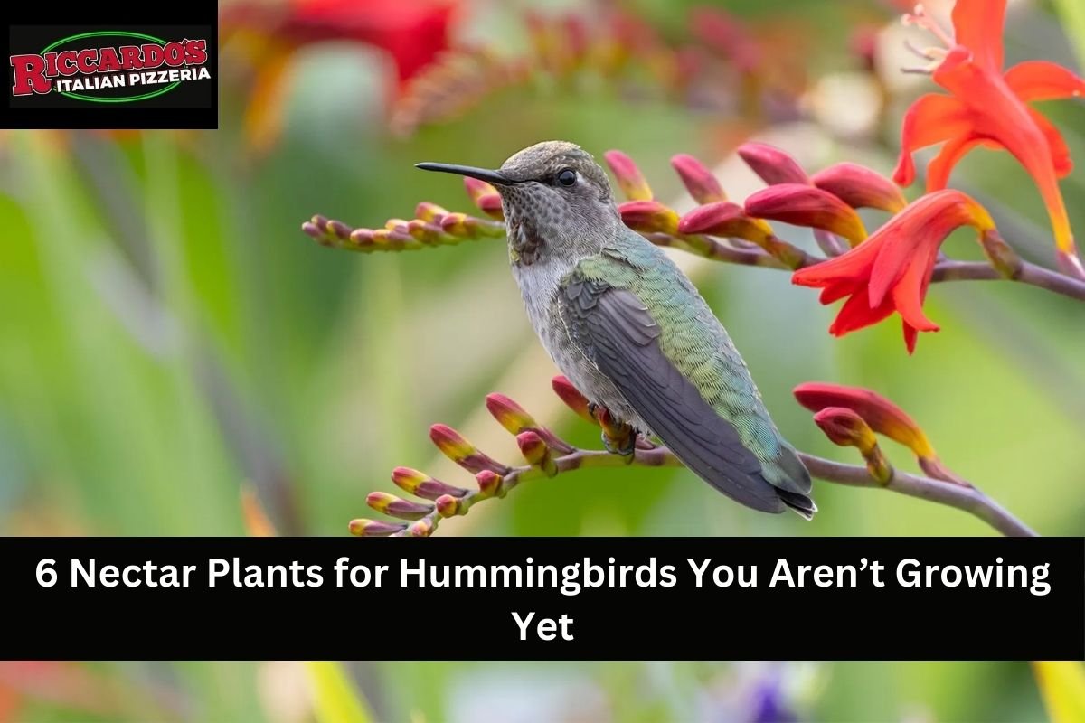 6 Nectar Plants for Hummingbirds You Aren’t Growing Yet