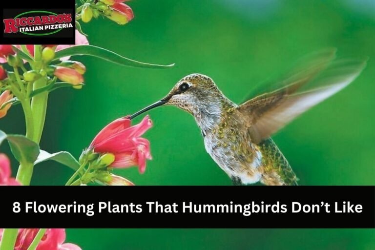 8 Flowering Plants That Hummingbirds Don’t Like