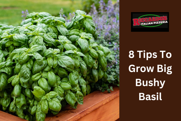 8 Tips To Grow Big Bushy Basil
