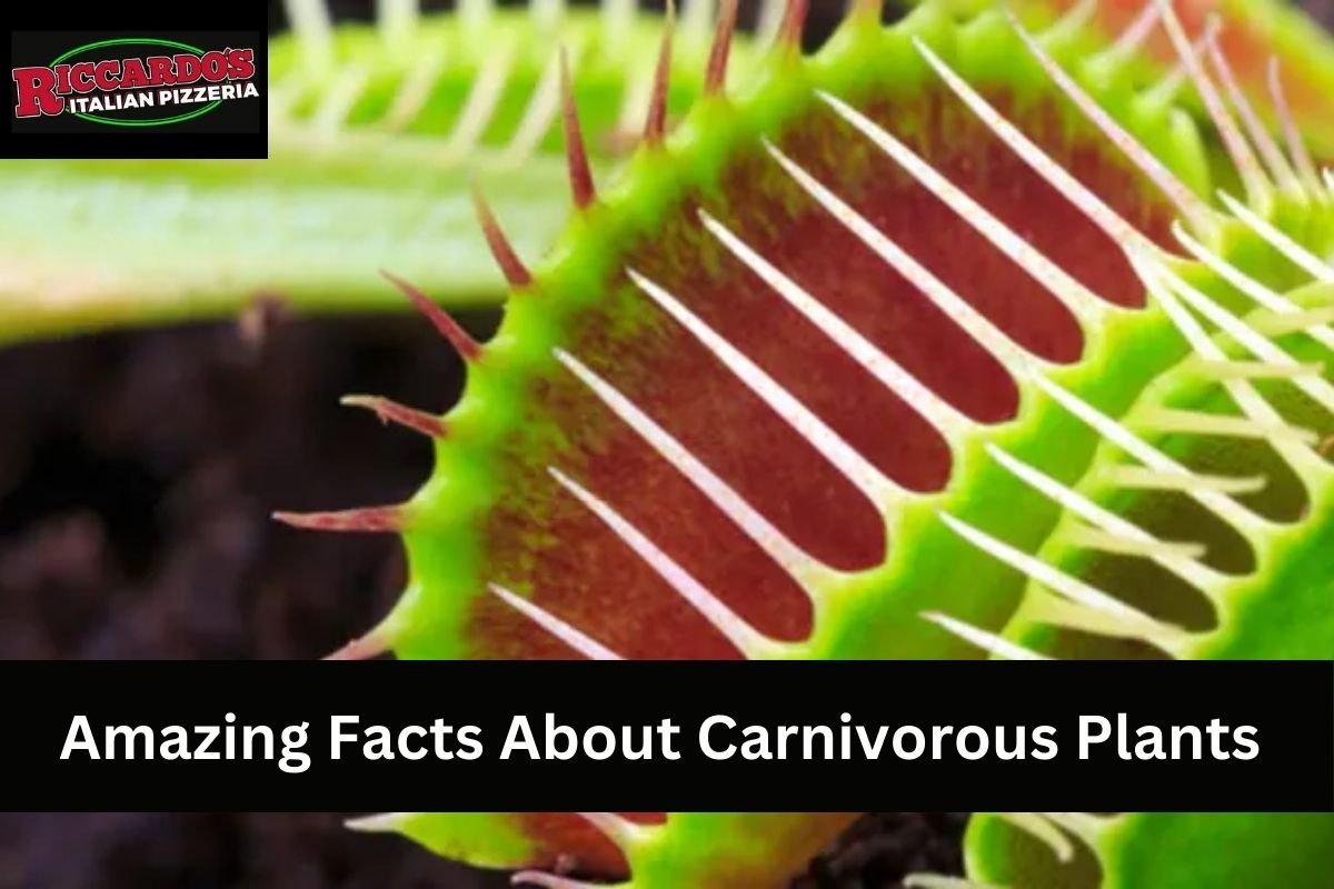 Amazing Facts About Carnivorous Plants