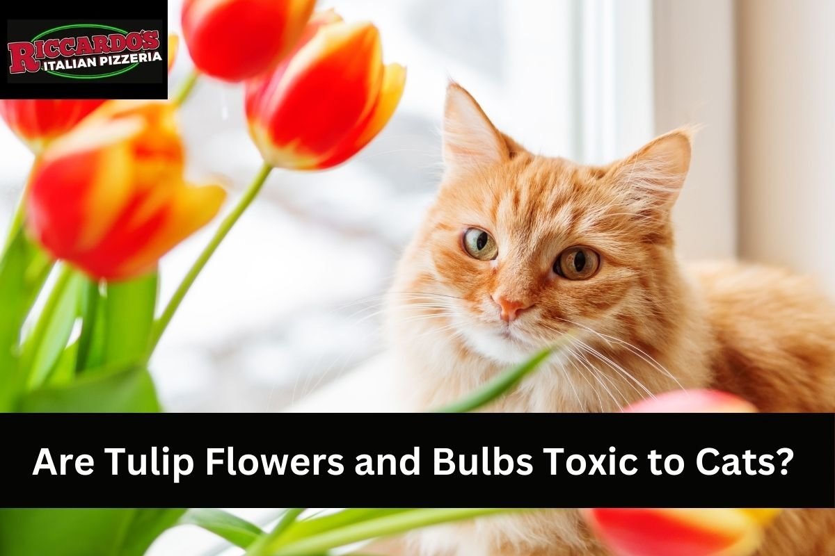 Are Tulip Flowers and Bulbs Toxic to Cats?