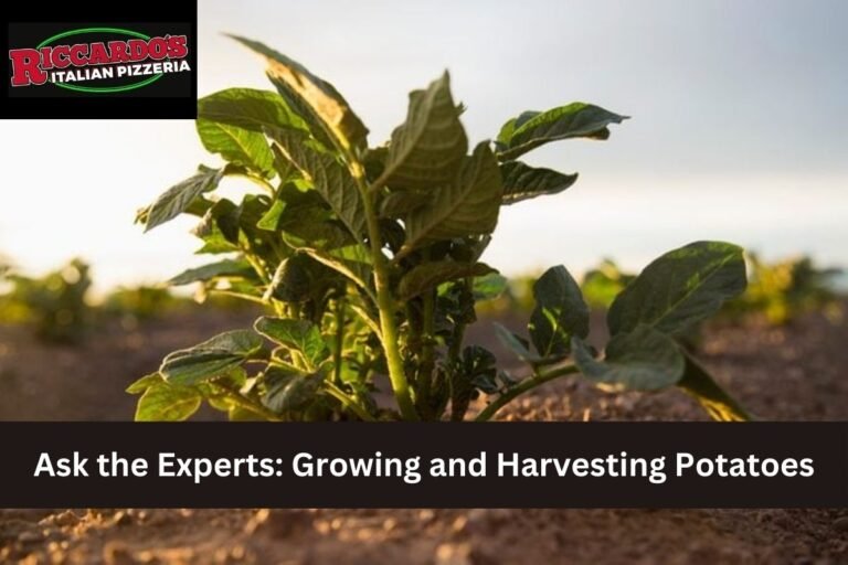 Ask the Experts: Growing and Harvesting Potatoes