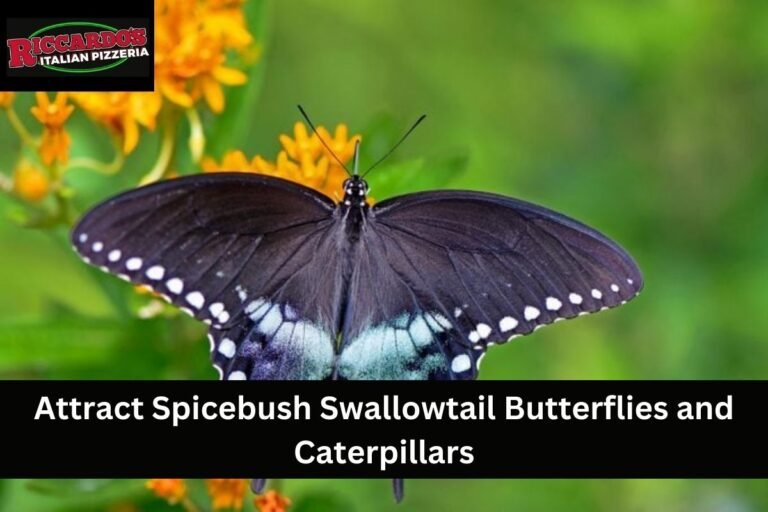 Attract Spicebush Swallowtail Butterflies and Caterpillars