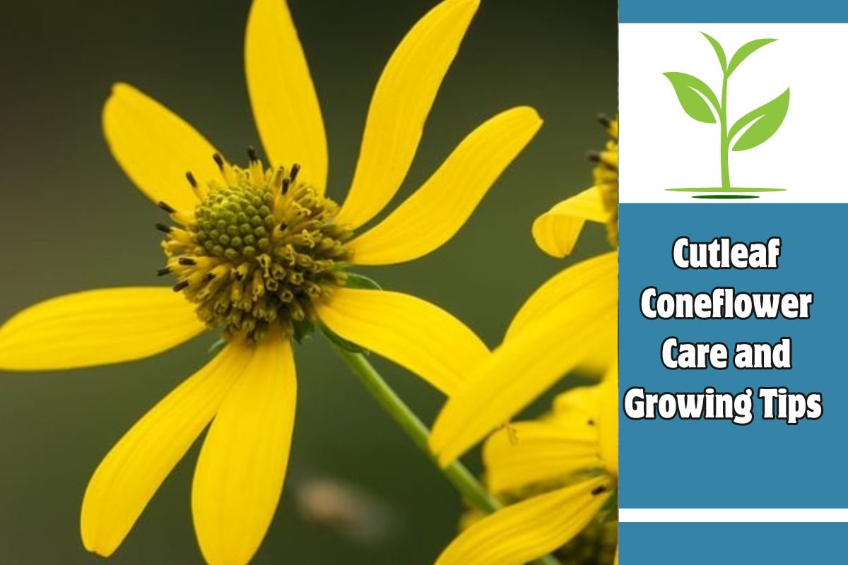 Cutleaf Coneflower Care and Growing Tips