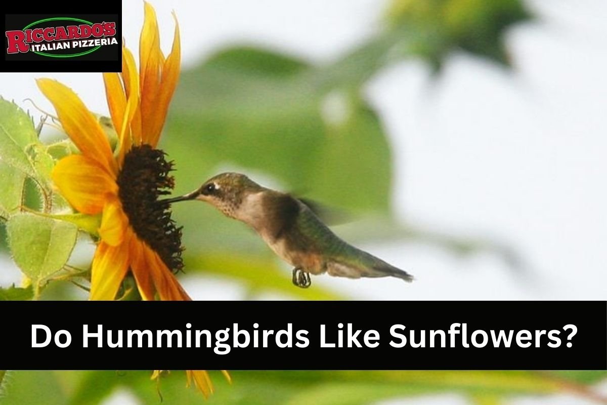 Do Hummingbirds Like Sunflowers?