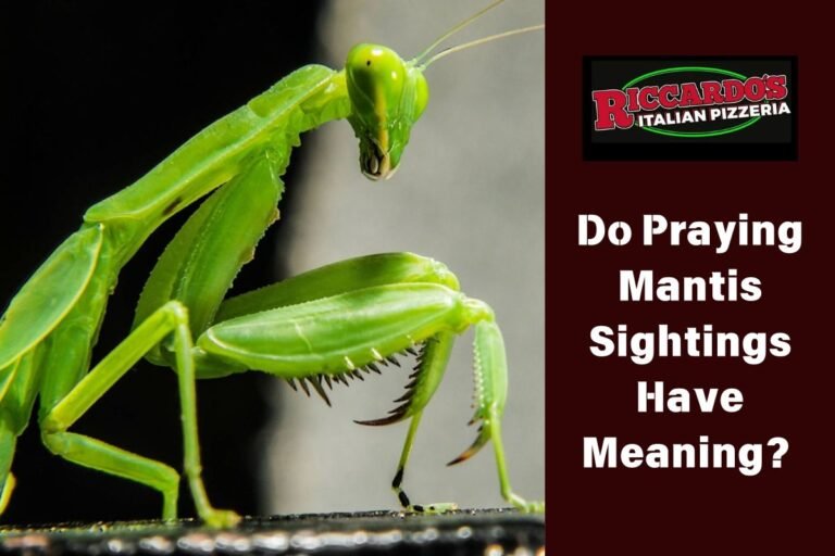 Do Praying Mantis Sightings Have Meaning