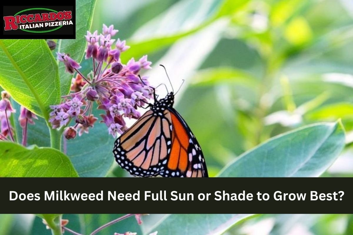 Does Milkweed Need Full Sun or Shade to Grow Best?