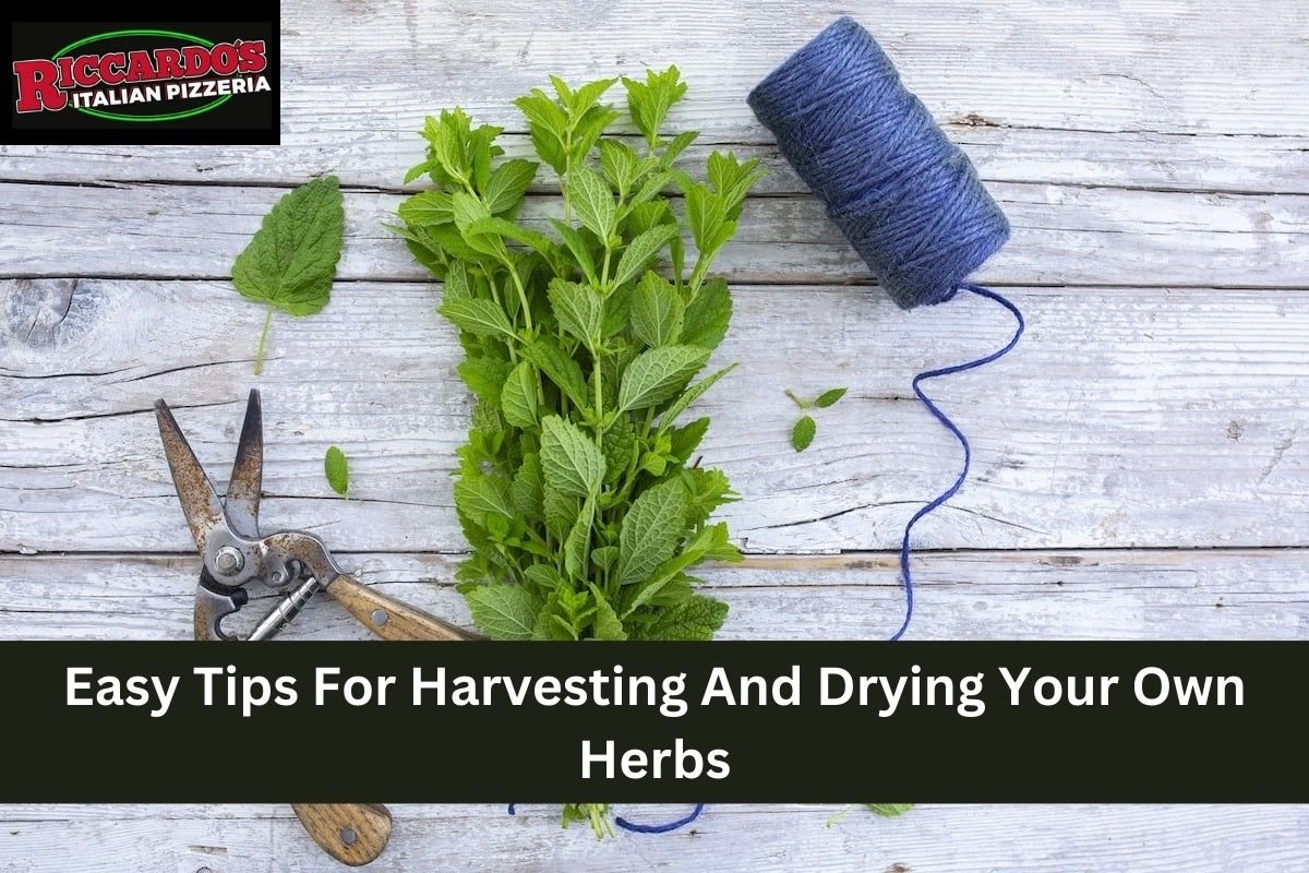 Easy Tips For Harvesting And Drying Your Own Herbs
