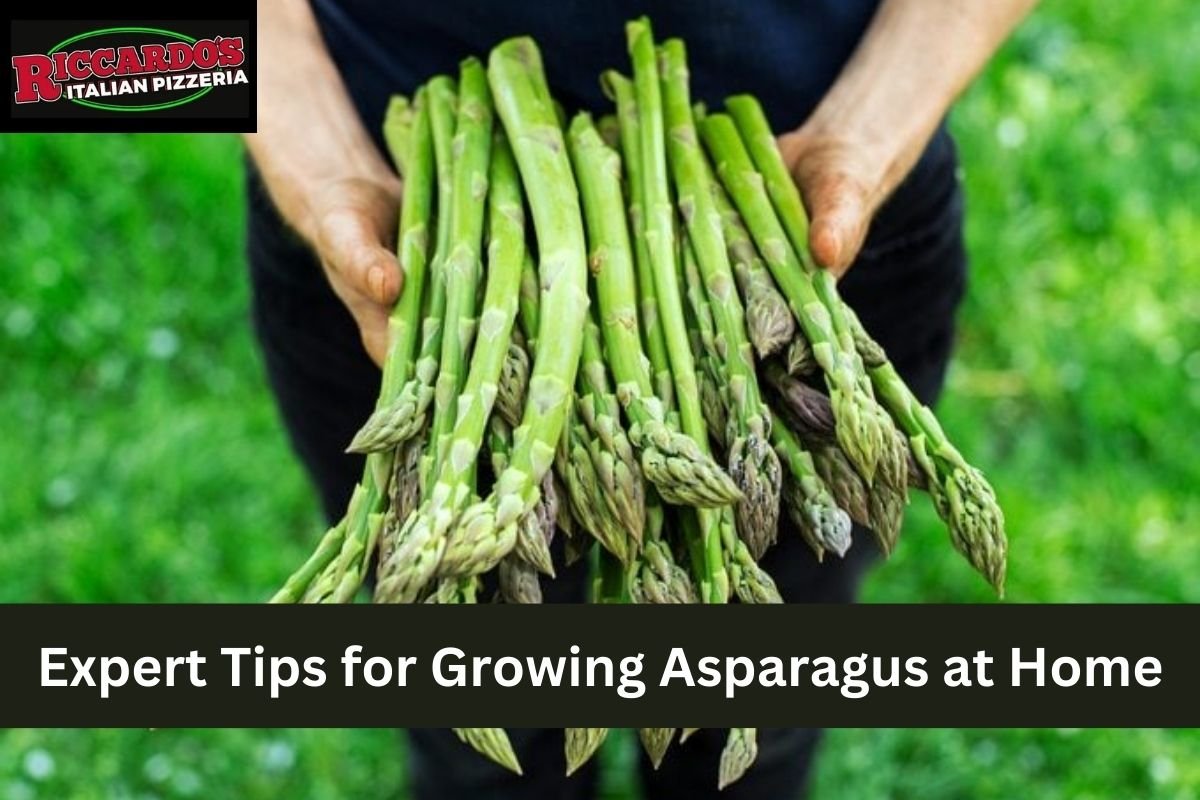 Expert Tips for Growing Asparagus at Home