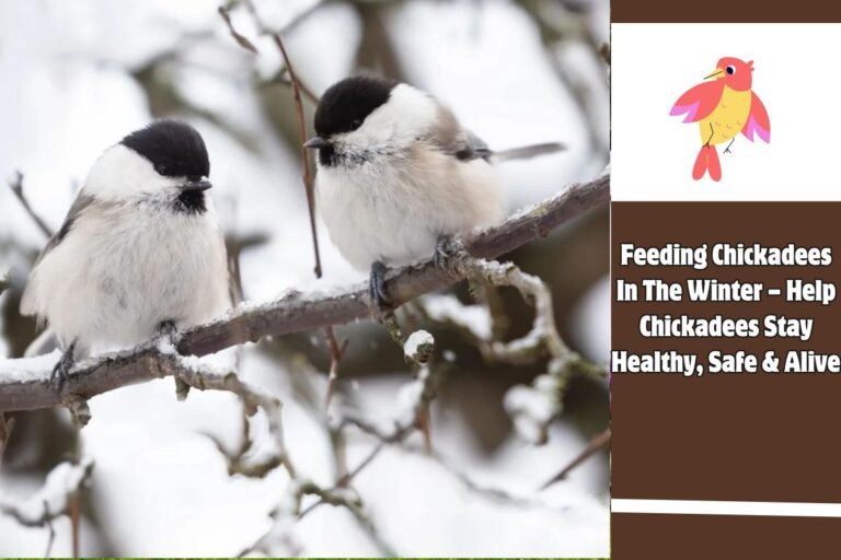 Feeding Chickadees In The Winter – Help Chickadees Stay Healthy, Safe & Alive