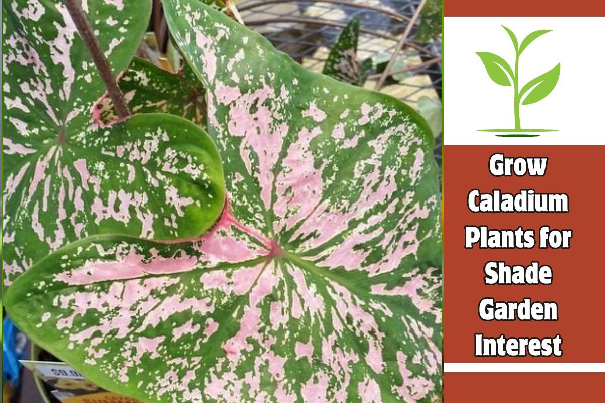 Grow Caladium Plants for Shade Garden Interest