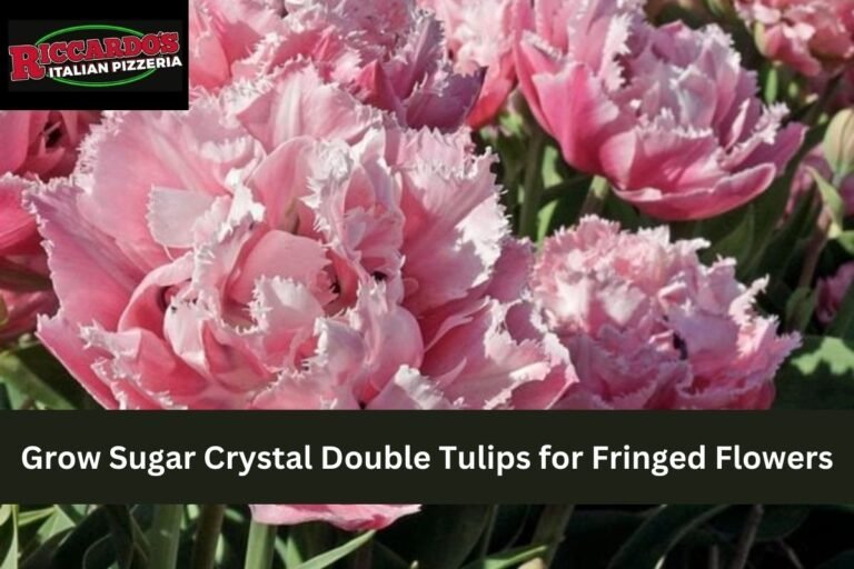 Grow Sugar Crystal Double Tulips for Fringed Flowers