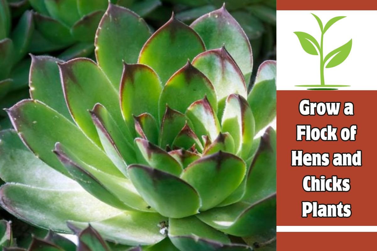 Grow a Flock of Hens and Chicks Plants
