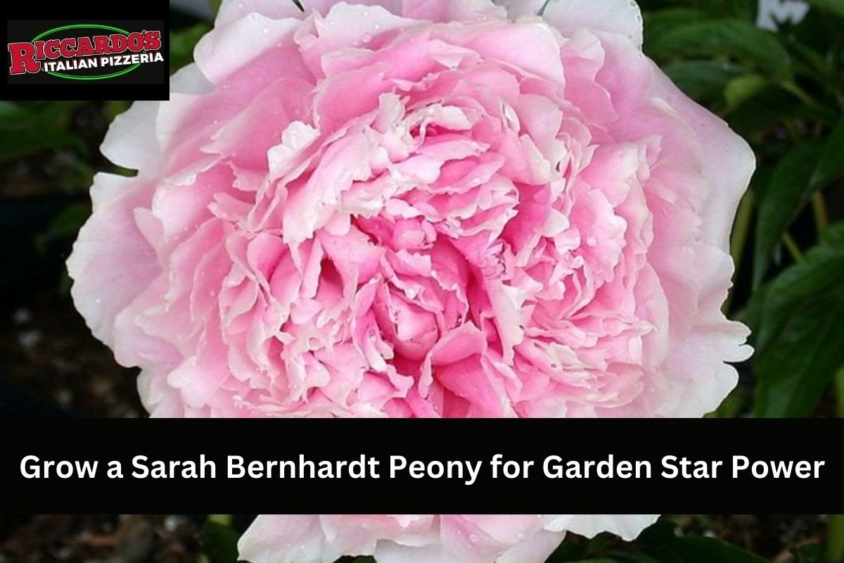 Grow a Sarah Bernhardt Peony for Garden Star Power