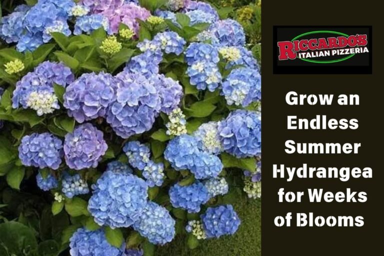 Grow an Endless Summer Hydrangea for Weeks of Blooms