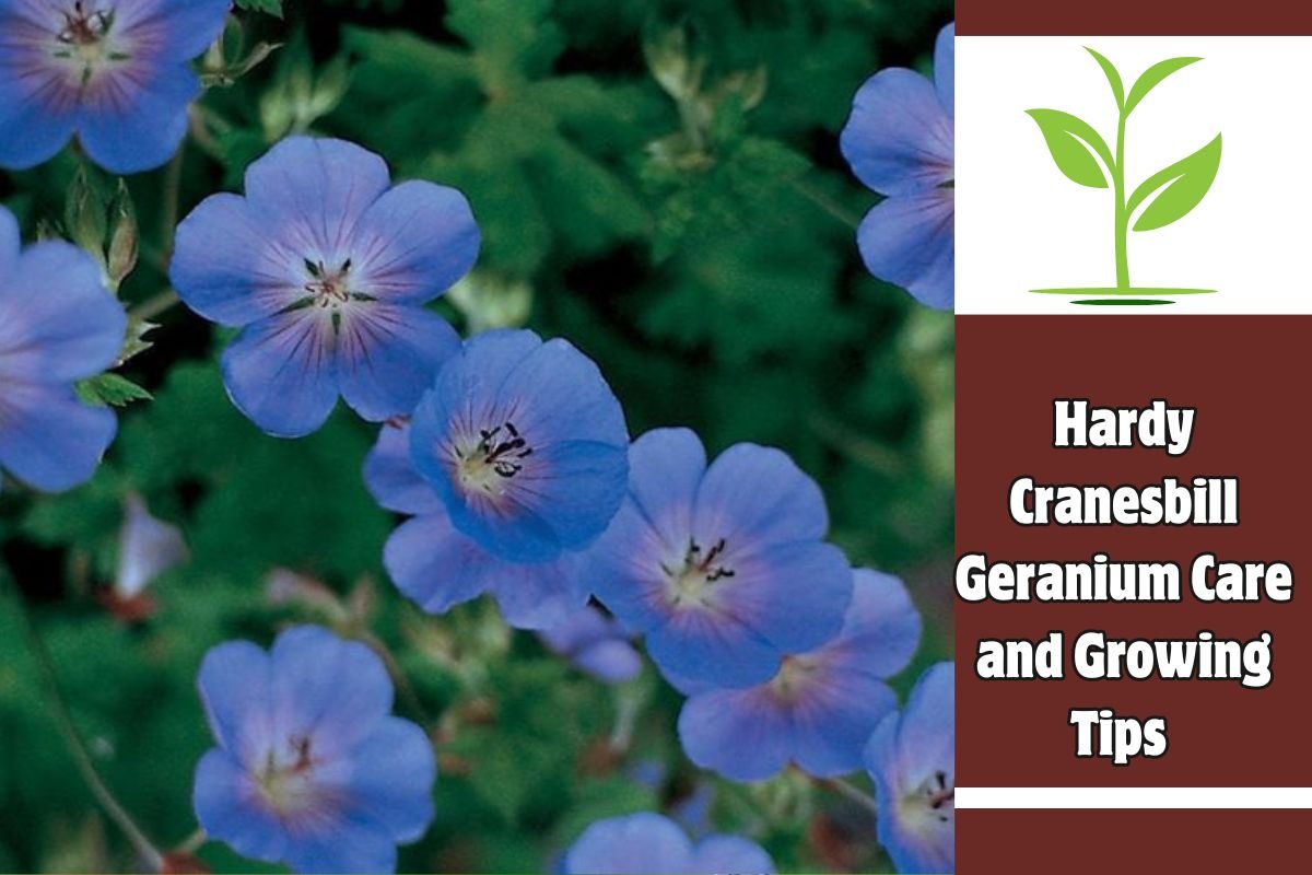 Hardy Cranesbill Geranium Care and Growing Tips