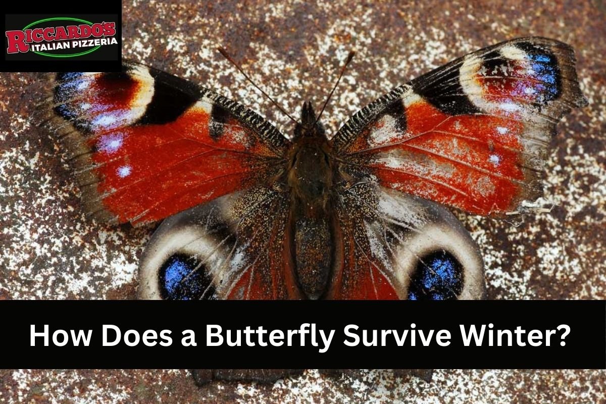 How Does a Butterfly Survive Winter?