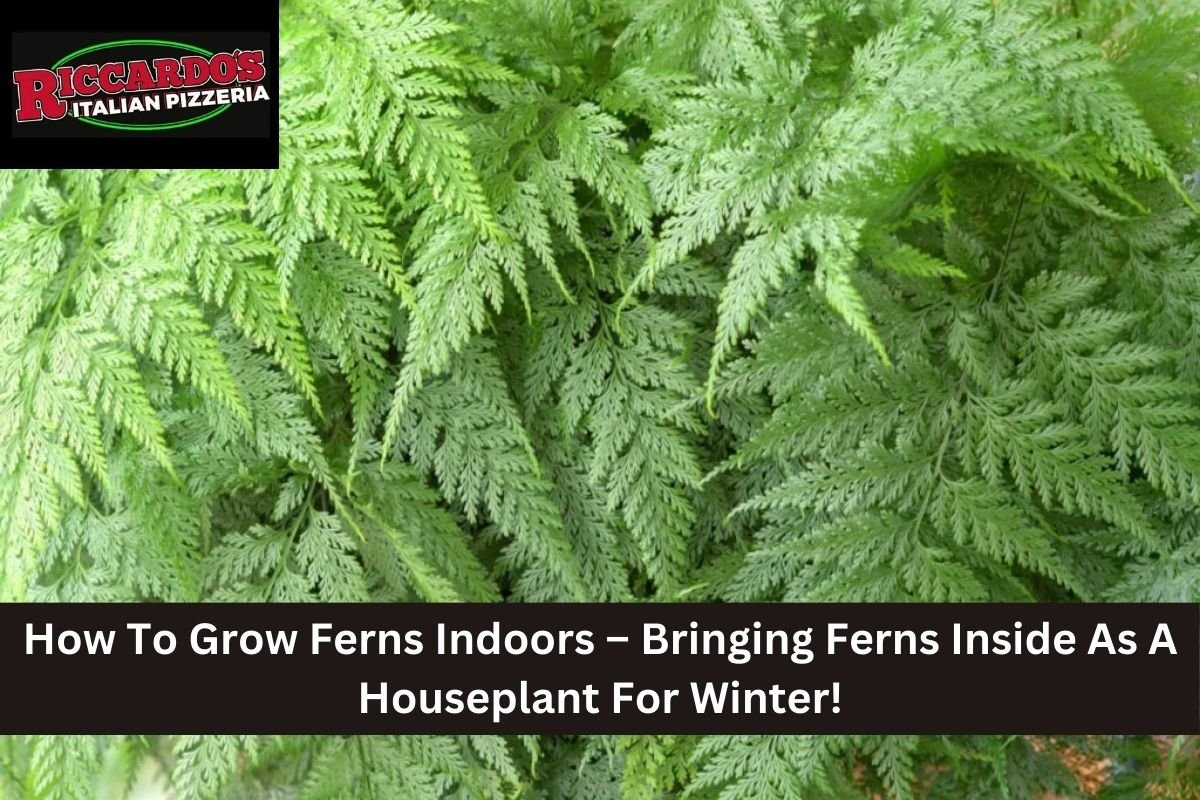 How To Grow Ferns Indoors – Bringing Ferns Inside As A Houseplant For Winter!