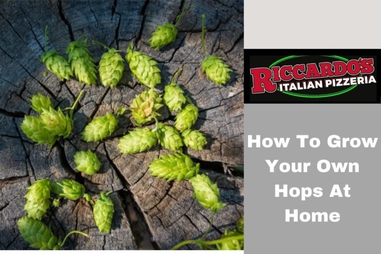 How To Grow Your Own Hops At Home
