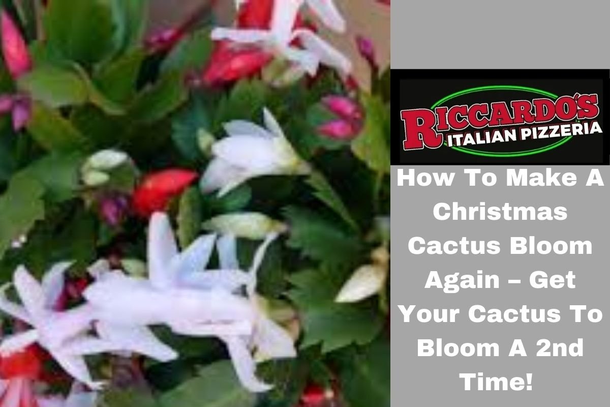 How To Make A Christmas Cactus Bloom Again – Get Your Cactus To Bloom A 2nd Time!