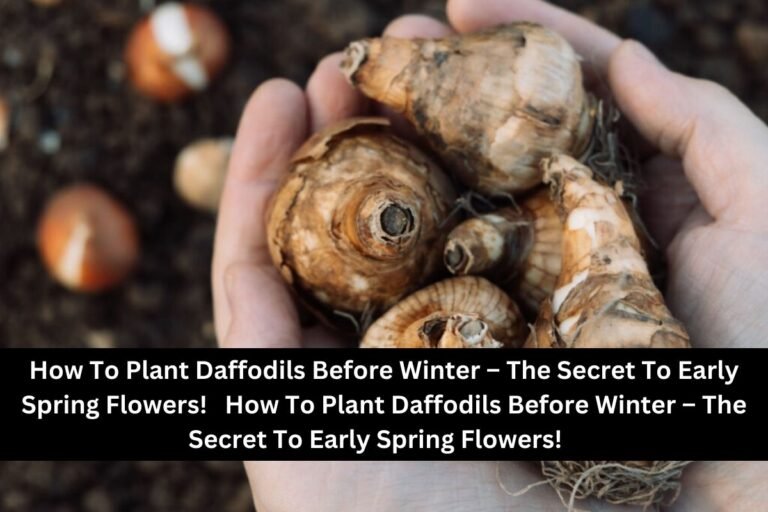 How To Plant Daffodils Before Winter – The Secret To Early Spring Flowers!