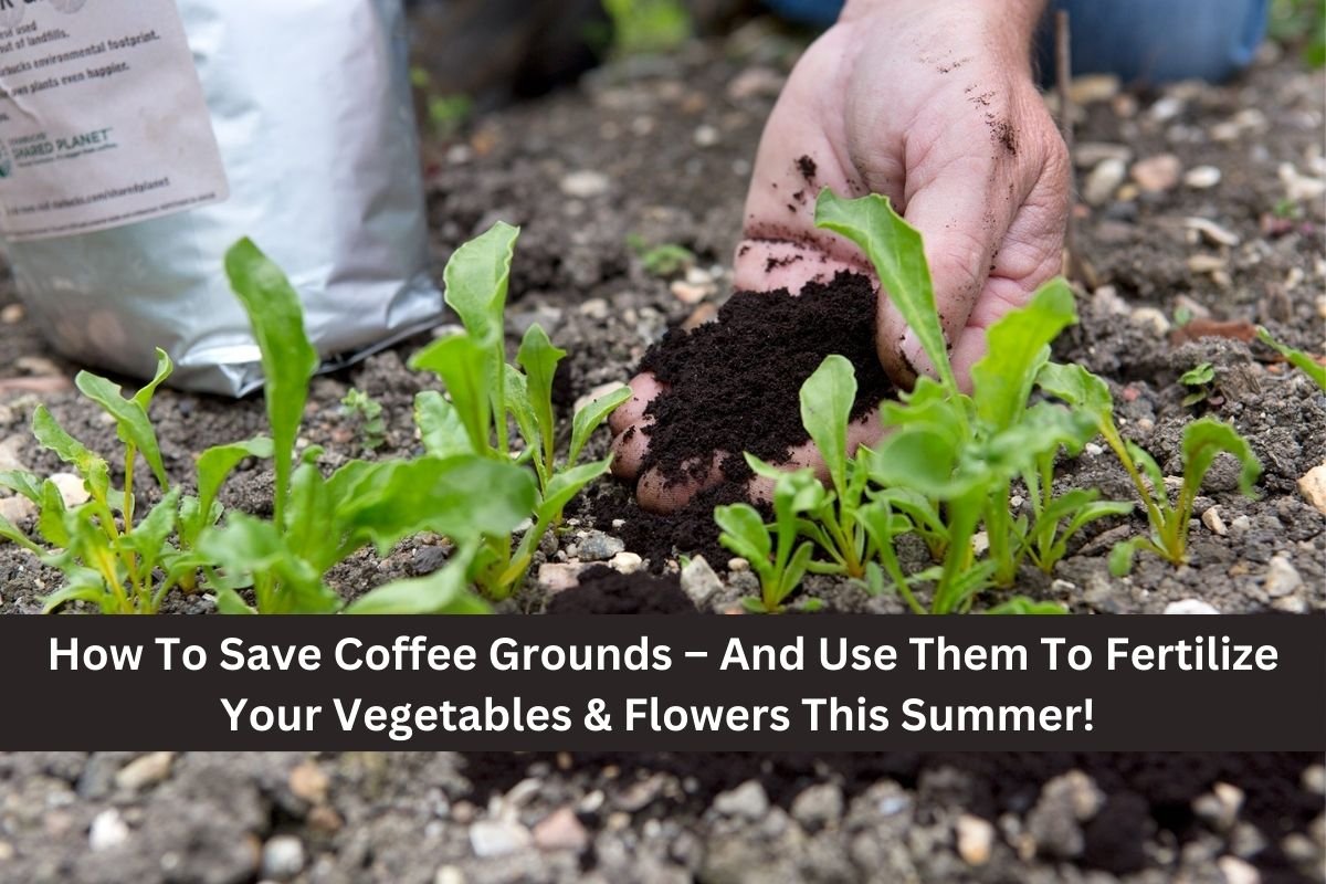 How To Save Coffee Grounds – And Use Them To Fertilize Your Vegetables & Flowers This Summer!