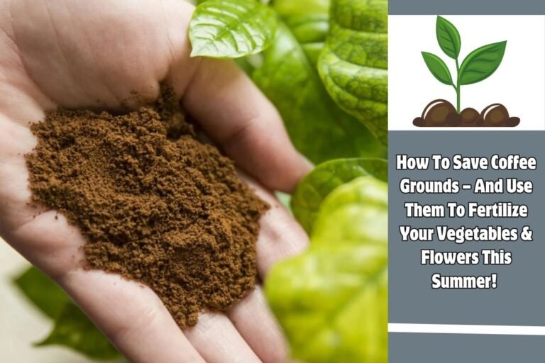 How To Save Coffee Grounds – And Use Them To Fertilize Your Vegetables & Flowers This Summer!