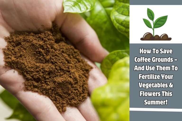 How To Save Coffee Grounds – And Use Them To Fertilize Your Vegetables & Flowers This Summer!