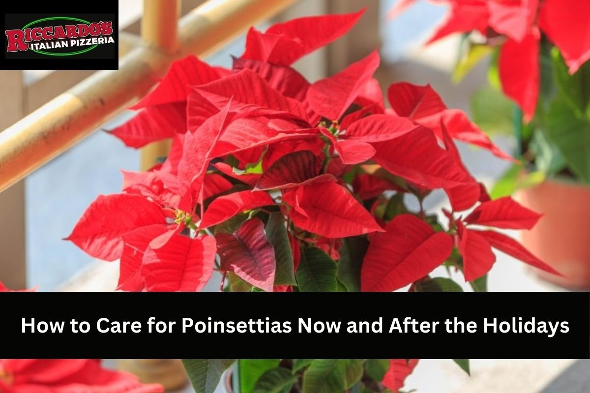 How to Care for Poinsettias Now and After the Holidays