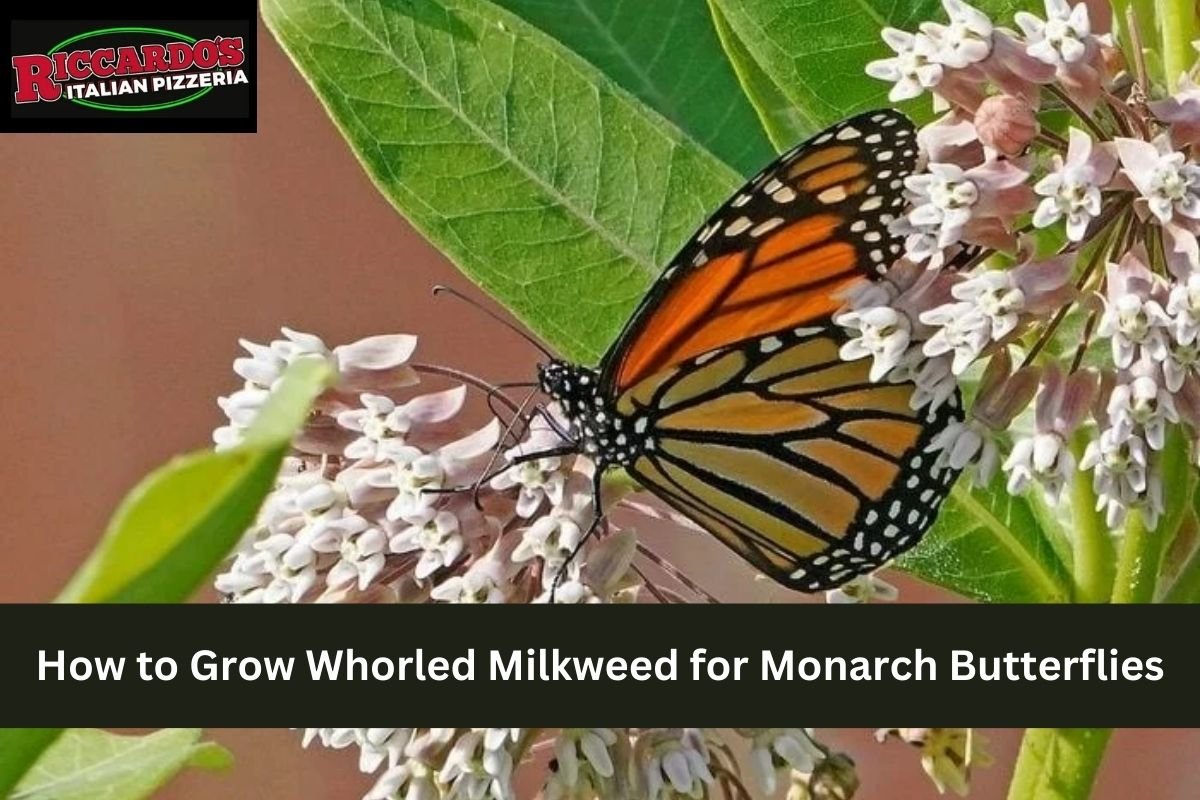 How to Grow Whorled Milkweed for Monarch Butterflies