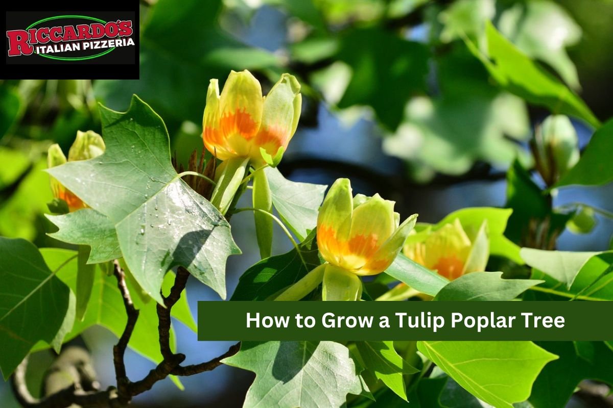 How to Grow a Tulip Poplar Tree