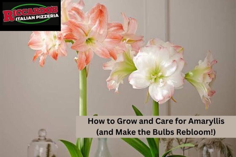 How to Grow and Care for Amaryllis (and Make the Bulbs Rebloom!)