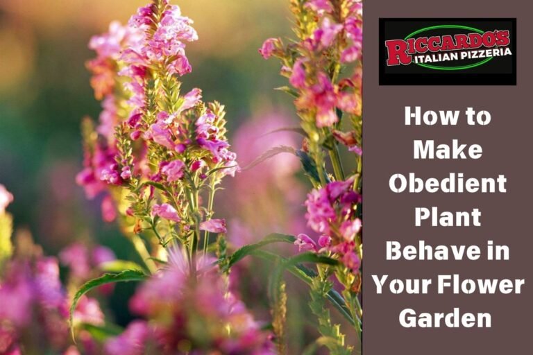 How to Make Obedient Plant Behave in Your Flower Garden