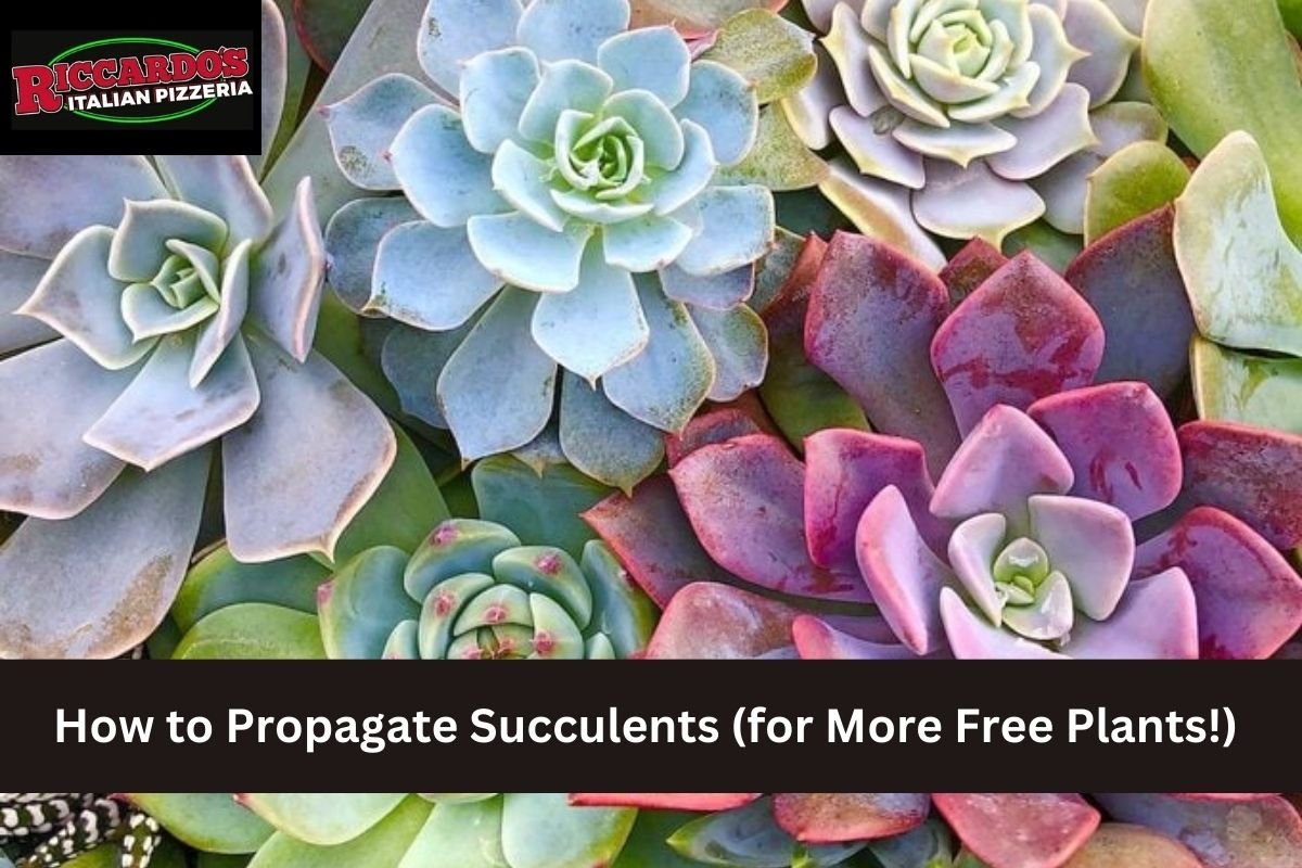 How to Propagate Succulents (for More Free Plants!)