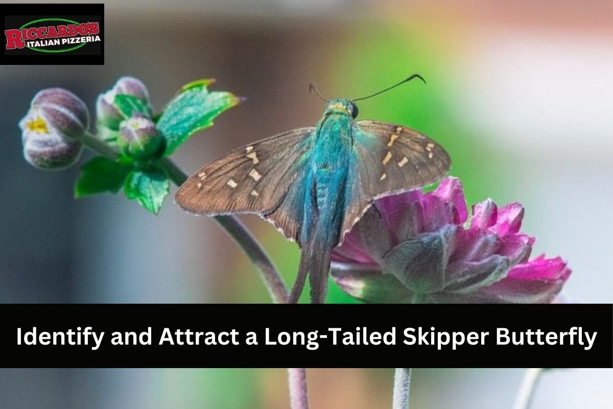 Identify and Attract a Long-Tailed Skipper Butterfly