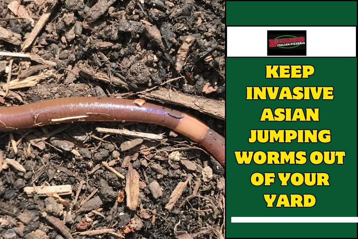 Keep Invasive Asian Jumping Worms Out of Your Yard