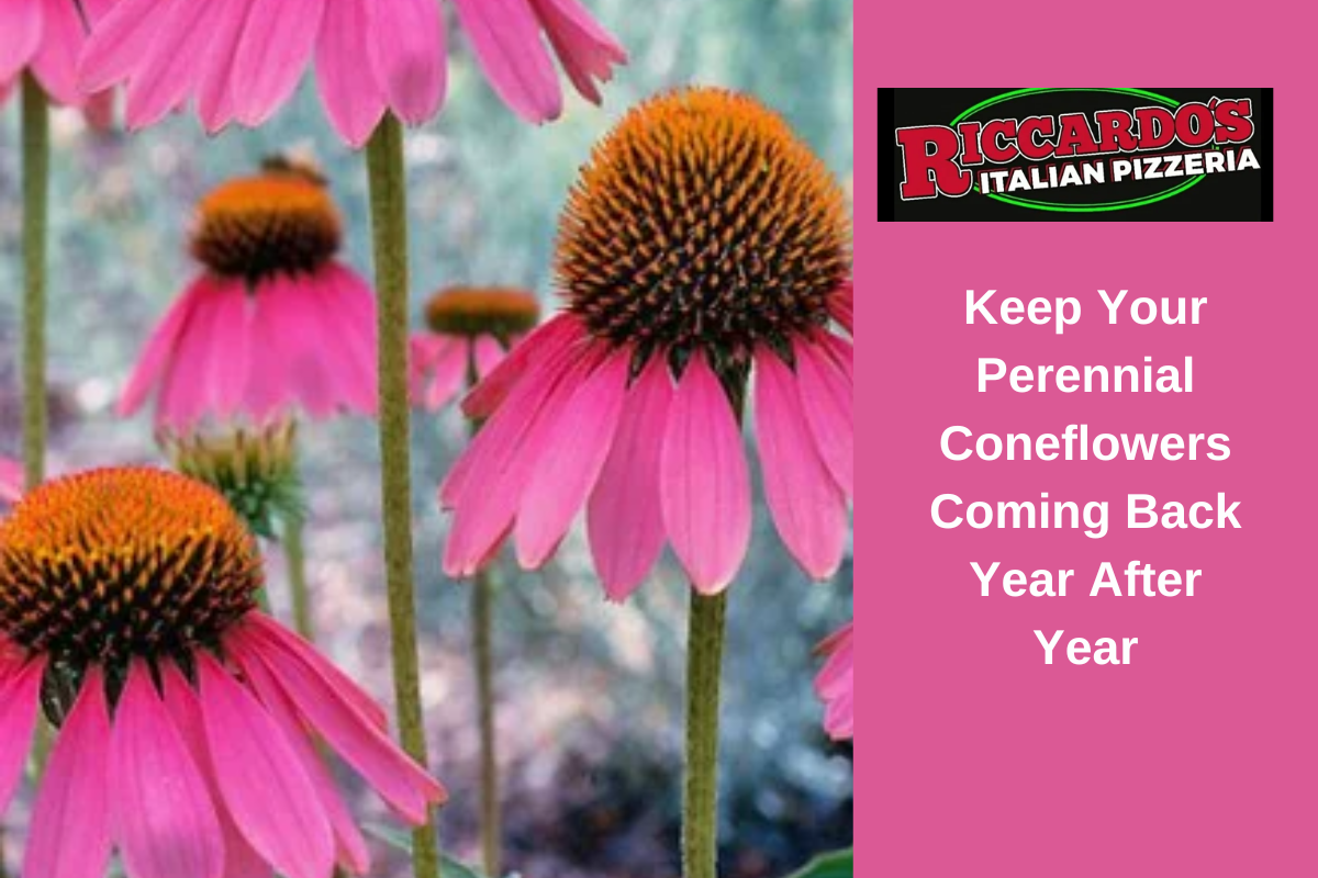 Keep Your Perennial Coneflowers Coming Back Year After Year 