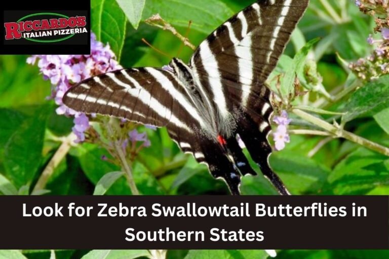 Look for Zebra Swallowtail Butterflies in Southern States