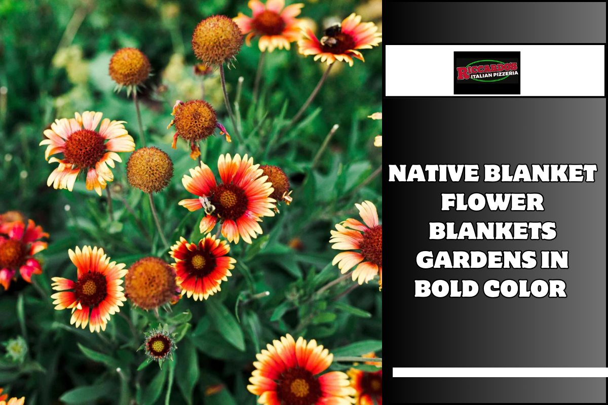 Native Blanket Flower Blankets Gardens in Bold Color