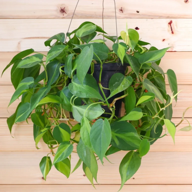 How To Grow Philodendrons – The Easy Care Houseplant Everyone Can Grow!