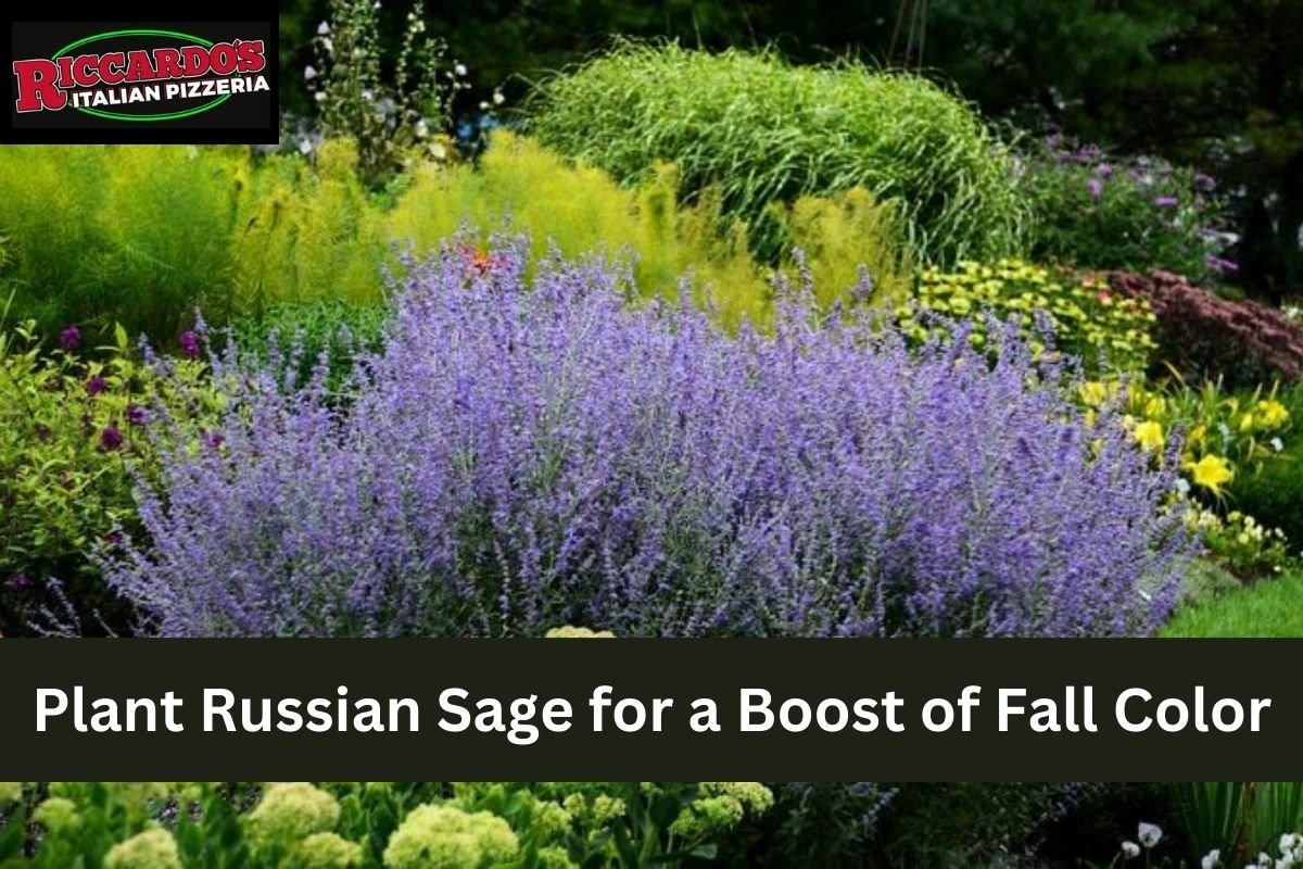 Plant Russian Sage for a Boost of Fall Color