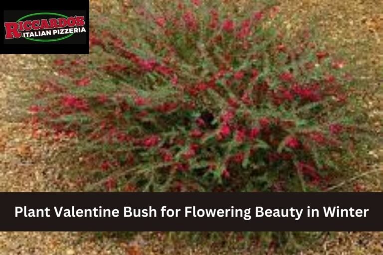 Plant Valentine Bush for Flowering Beauty in Winter