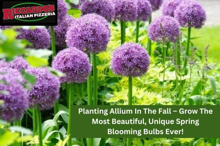 Planting Allium In The Fall – Grow The Most Beautiful, Unique Spring Blooming Bulbs Ever!