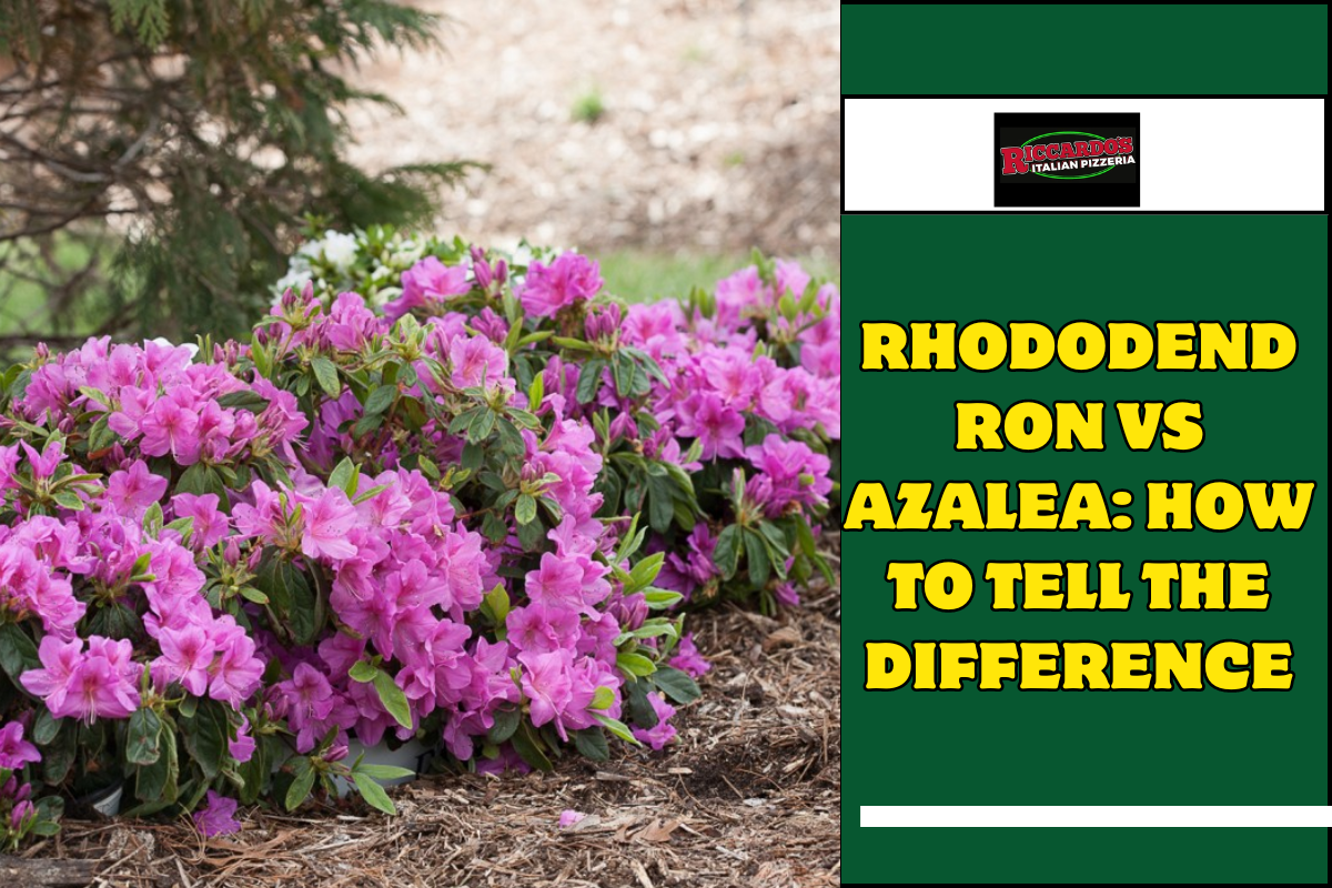 Rhododendron vs Azalea How to Tell the Difference
