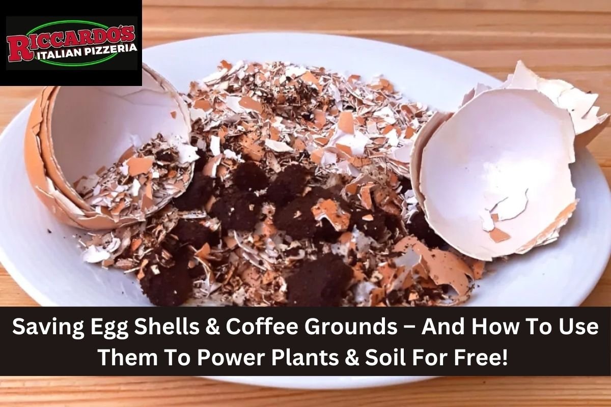 Saving Egg Shells & Coffee Grounds – And How To Use Them To Power Plants & Soil For Free!